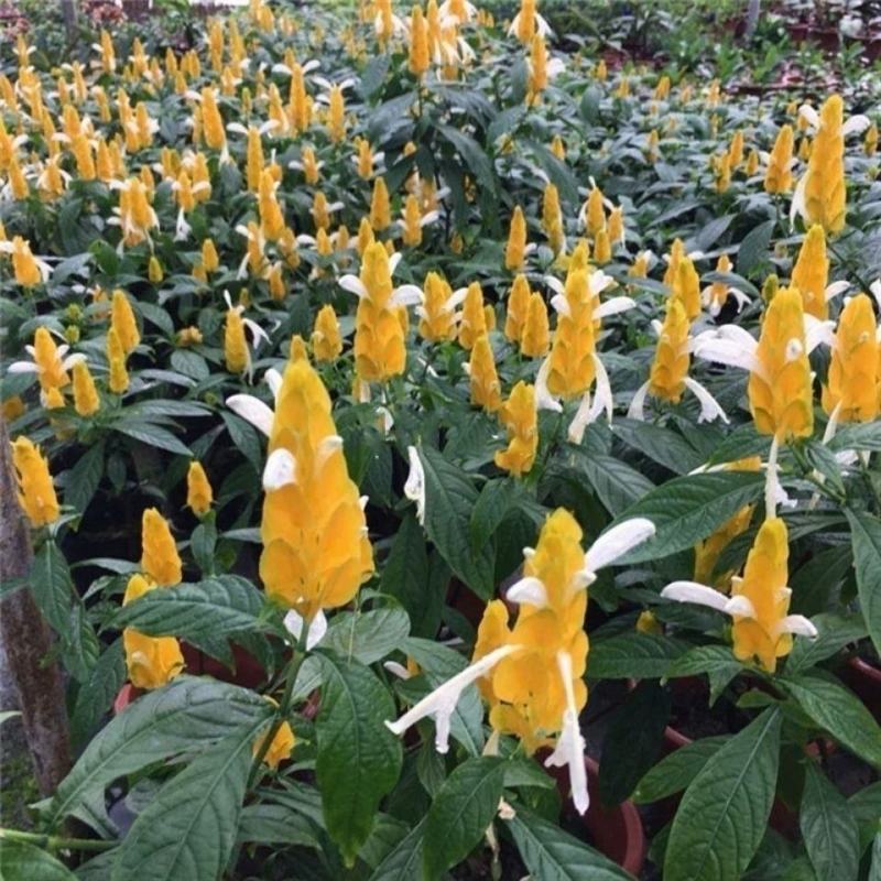 金苞花虾红花黄金塔盆栽室内常绿阳台庭院常年开花植物