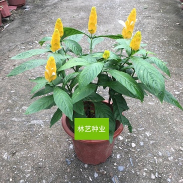 金苞花虾红花黄金塔盆栽室内常绿阳台庭院常年开花植物