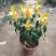 金苞花虾红花黄金塔盆栽室内常绿阳台庭院常年开花植物