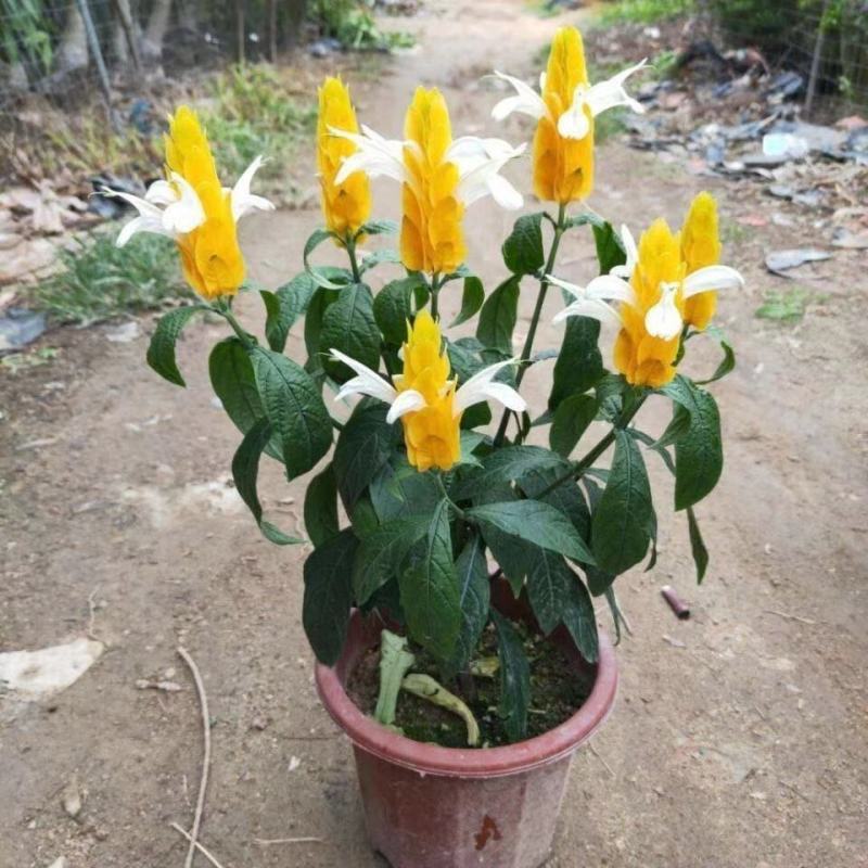 金苞花虾红花黄金塔盆栽室内常绿阳台庭院常年开花植物