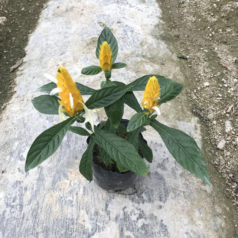 金苞花虾红花黄金塔盆栽室内常绿阳台庭院常年开花植物