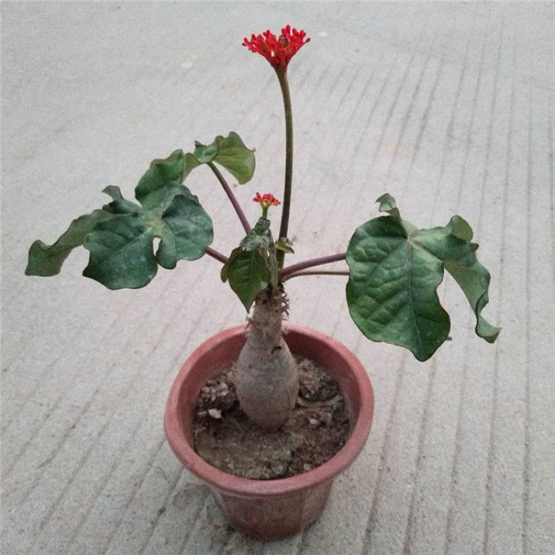 佛肚海棠盆栽植物大肚海棠花苗庭院阳台绿植美观净化空气盆景