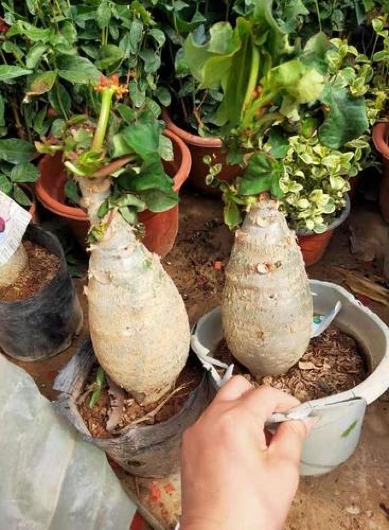 佛肚海棠盆栽植物大肚海棠花苗庭院阳台绿植美观净化空气盆景