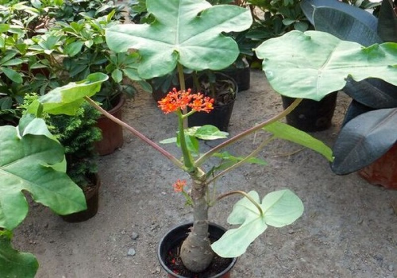 佛肚海棠盆栽植物大肚海棠花苗庭院阳台绿植美观净化空气盆景