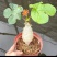 佛肚海棠盆栽植物大肚海棠花苗庭院阳台绿植美观净化空气盆景