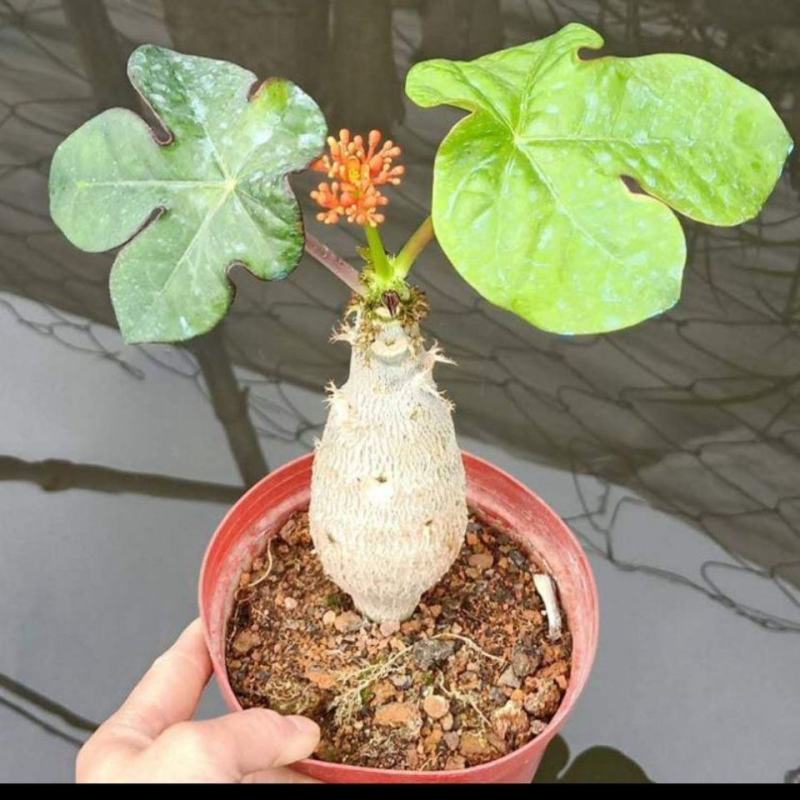 佛肚海棠盆栽植物大肚海棠花苗庭院阳台绿植美观净化空气盆景