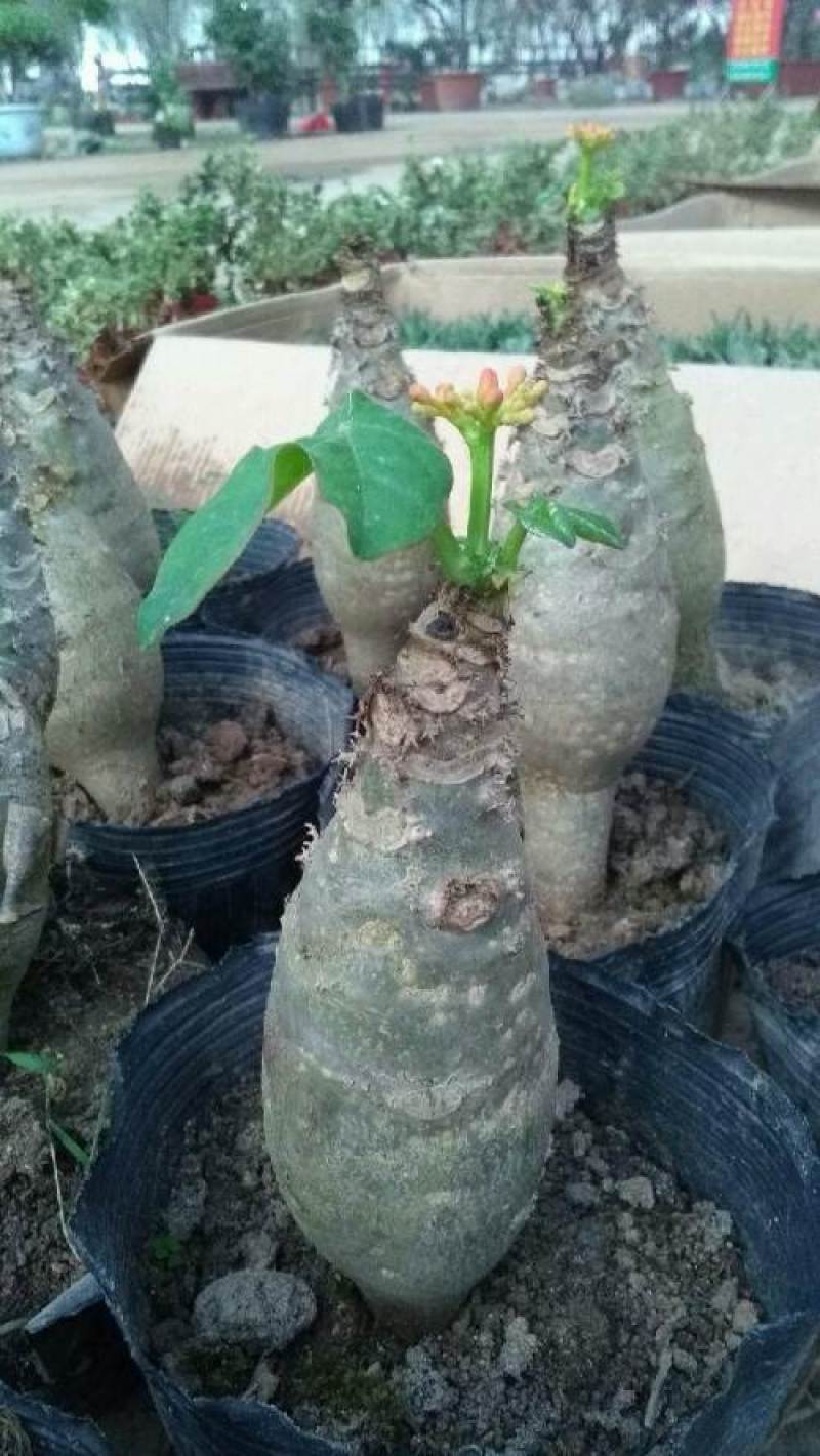 佛肚海棠盆栽植物大肚海棠花苗庭院阳台绿植美观净化空气盆景