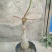 佛肚海棠盆栽植物大肚海棠花苗庭院阳台绿植美观净化空气盆景