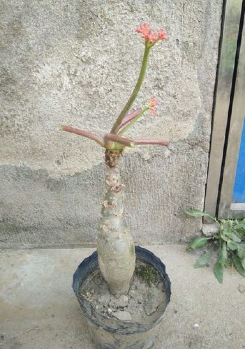 佛肚海棠盆栽植物大肚海棠花苗庭院阳台绿植美观净化空气盆景