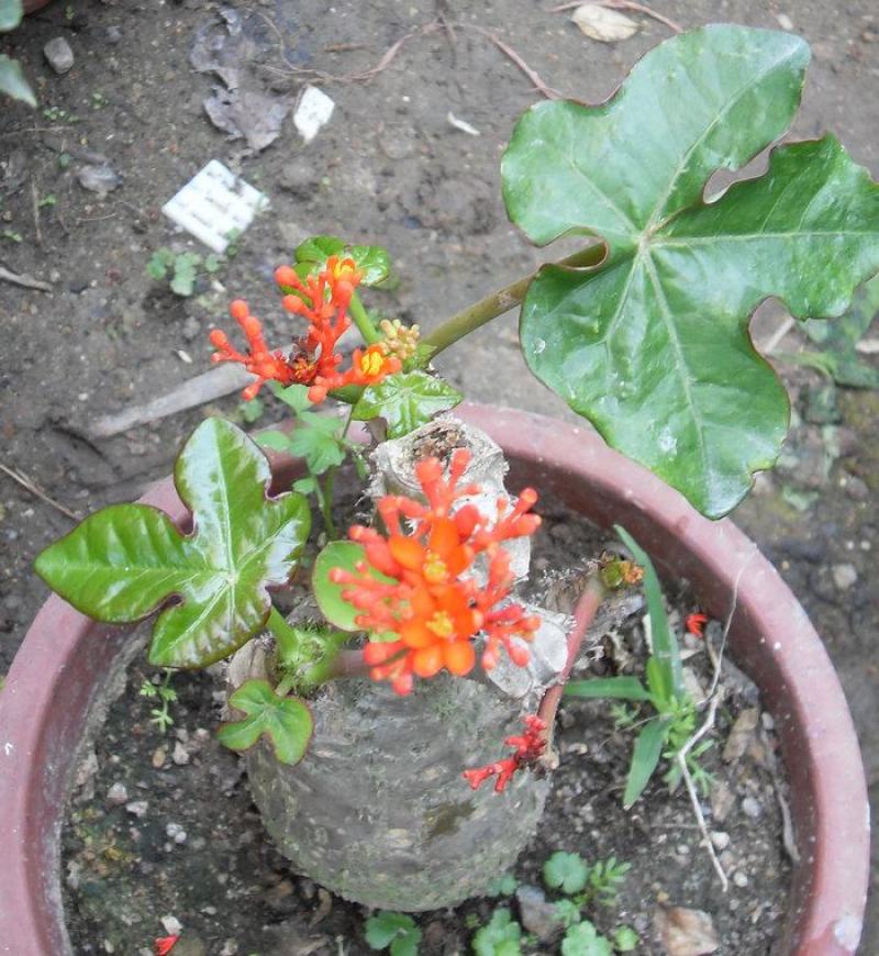 佛肚海棠盆栽植物大肚海棠花苗庭院阳台绿植美观净化空气盆景