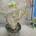 佛肚海棠盆栽植物大肚海棠花苗庭院阳台绿植美观净化空气盆景