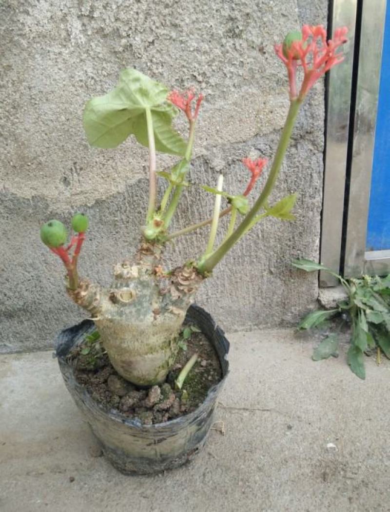 佛肚海棠盆栽植物大肚海棠花苗庭院阳台绿植美观净化空气盆景
