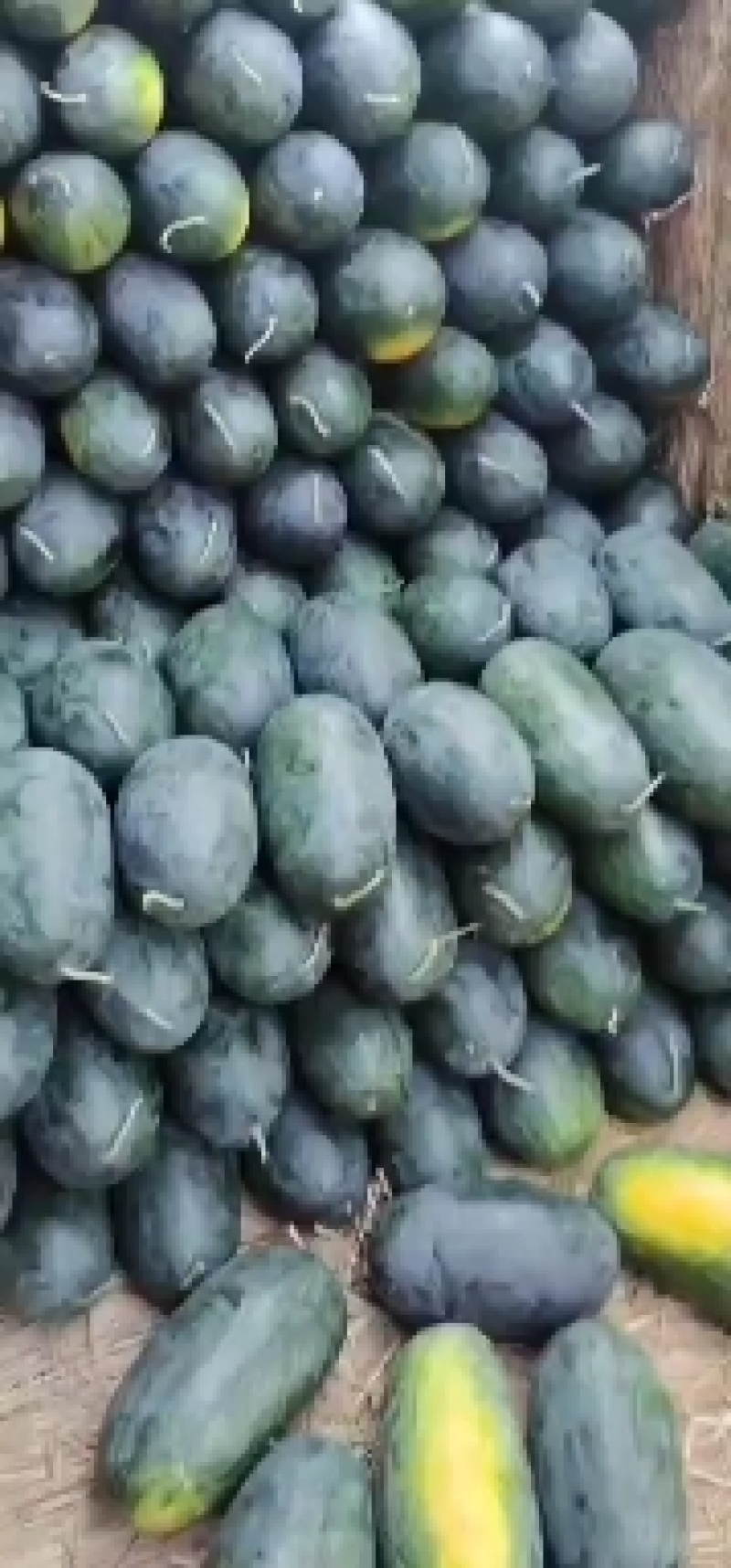 黑美人，西瓜