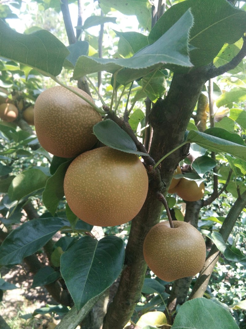 金秋梨，高山黄土种植，种植基地直销