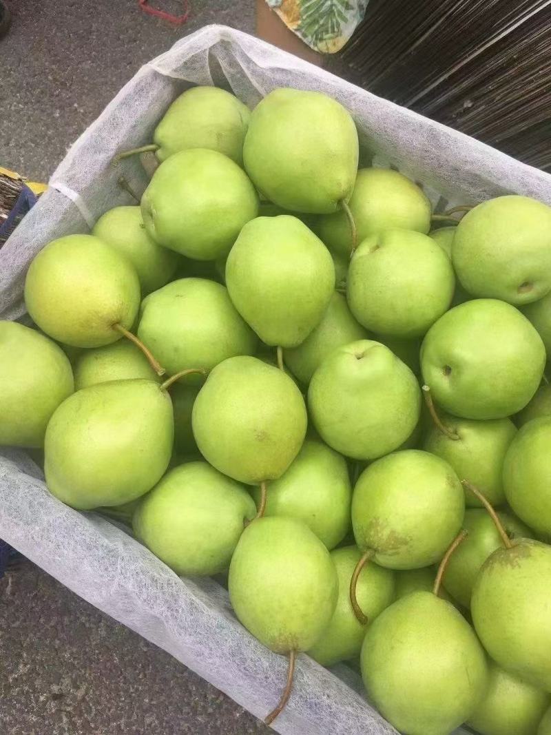 绥中县早酥梨，口感甜脆，多汁，受广大朋友们喜爱，一手货源