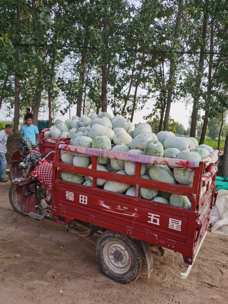 一串铃冬瓜水果冬瓜精品货源，货源充足