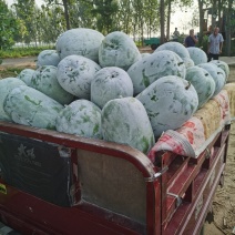 一串铃冬瓜水果冬瓜精品货源，货源充足