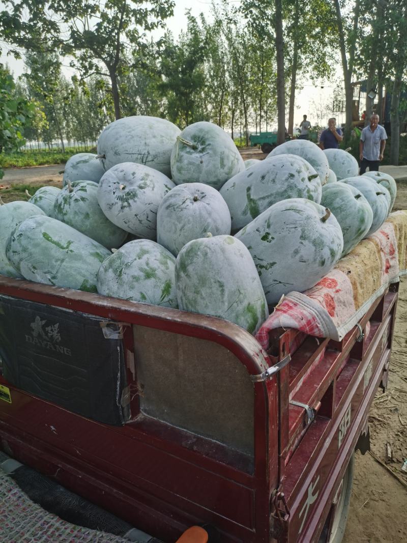一串铃冬瓜水果冬瓜精品货源，货源充足