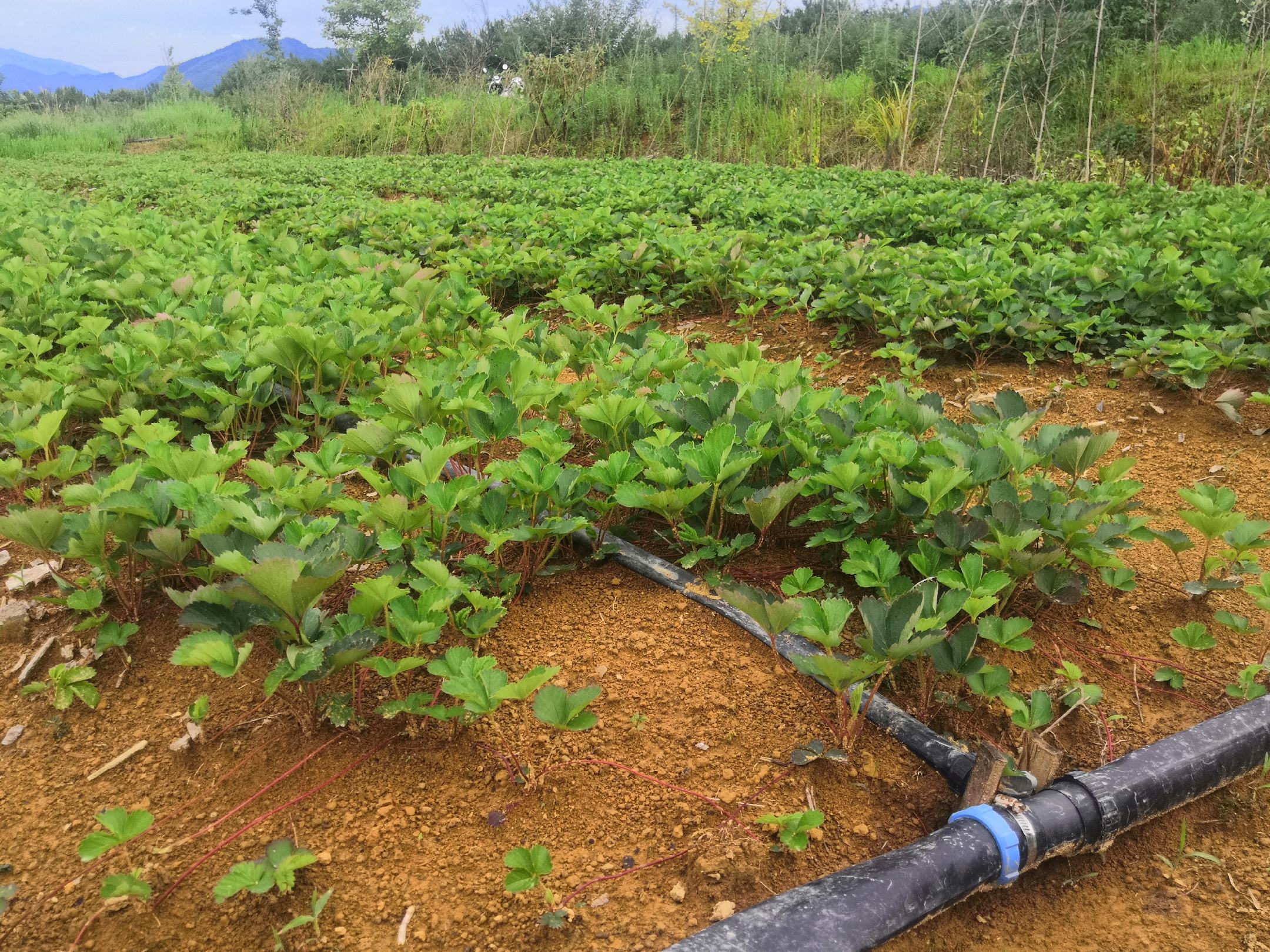 现代化红颜草莓苗生产基地