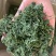 长白山六年人参花西洋参花新鲜采摘自然晾晒产地包邮