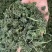长白山六年人参花西洋参花新鲜采摘自然晾晒产地包邮