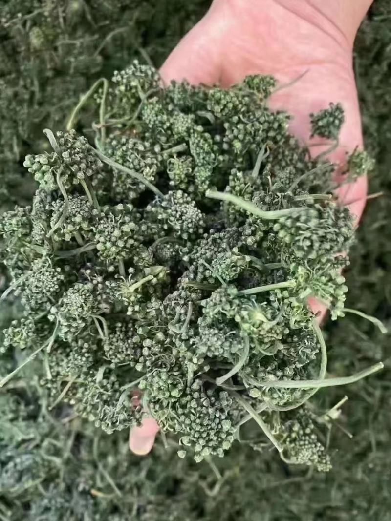 长白山六年人参花西洋参花新鲜采摘自然晾晒产地包邮