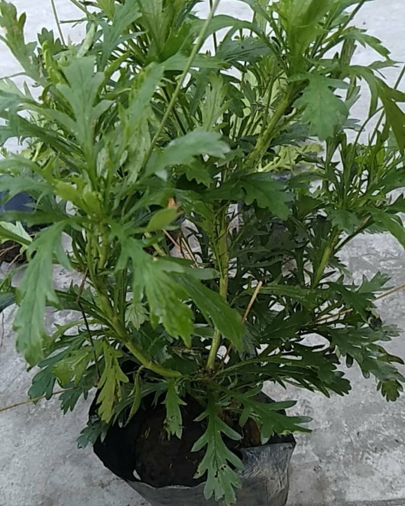 木春菊大小杯，黄金菊大小杯，低分枝红叶李独脚，低分枝红梅