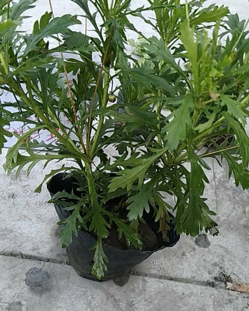 木春菊大小杯，黄金菊大小杯，低分枝红叶李独脚，低分枝红梅