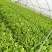 白芹菜（新鲜白芹菜实心现货供应）
