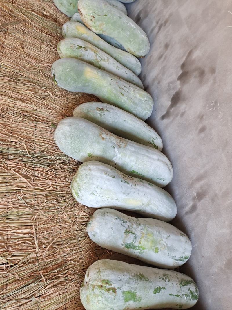 精品优质新鲜白皮冬瓜基地直供全国发货