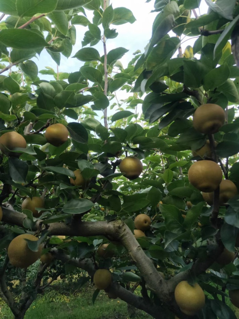 太湖黄花梨以上市