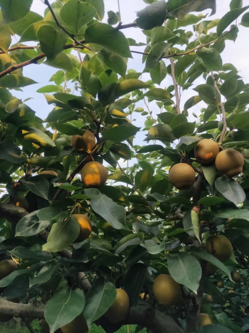 太湖黄花梨以上市