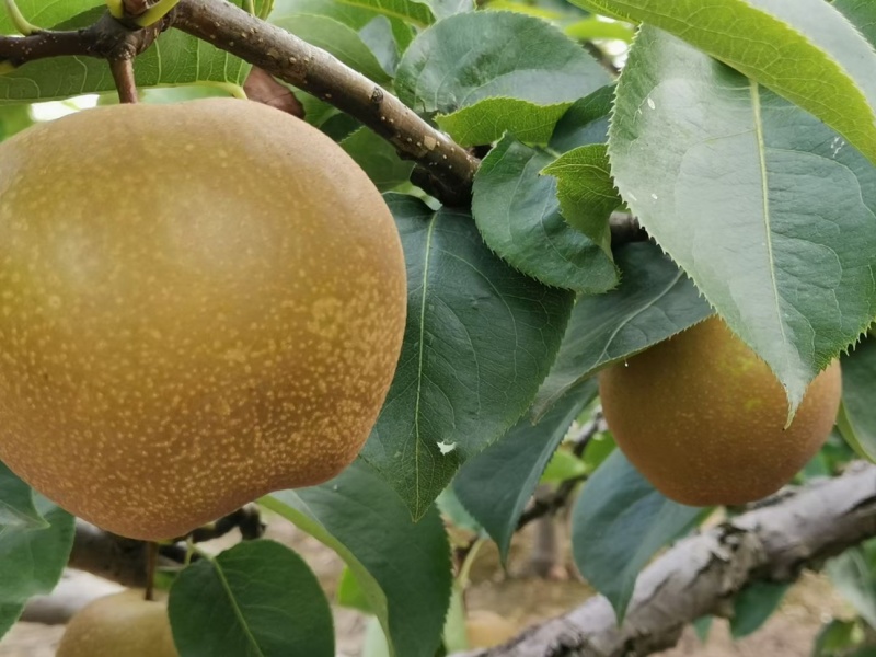 太湖黄花梨以上市