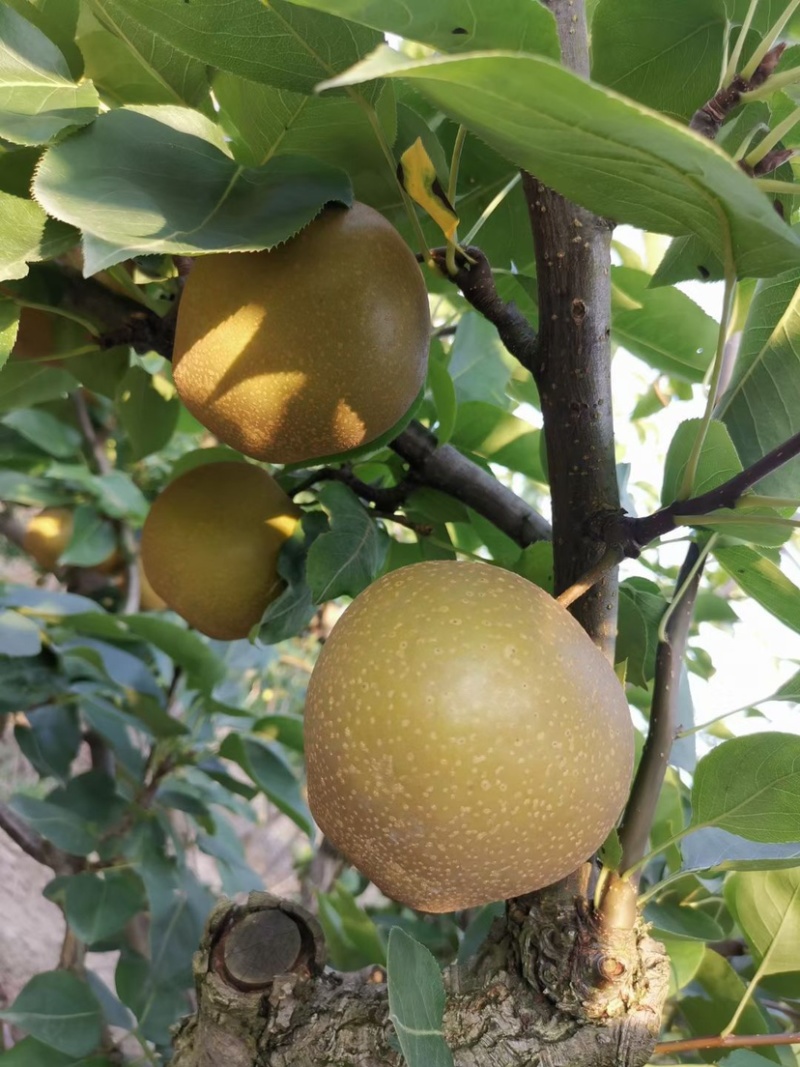 太湖黄花梨以上市