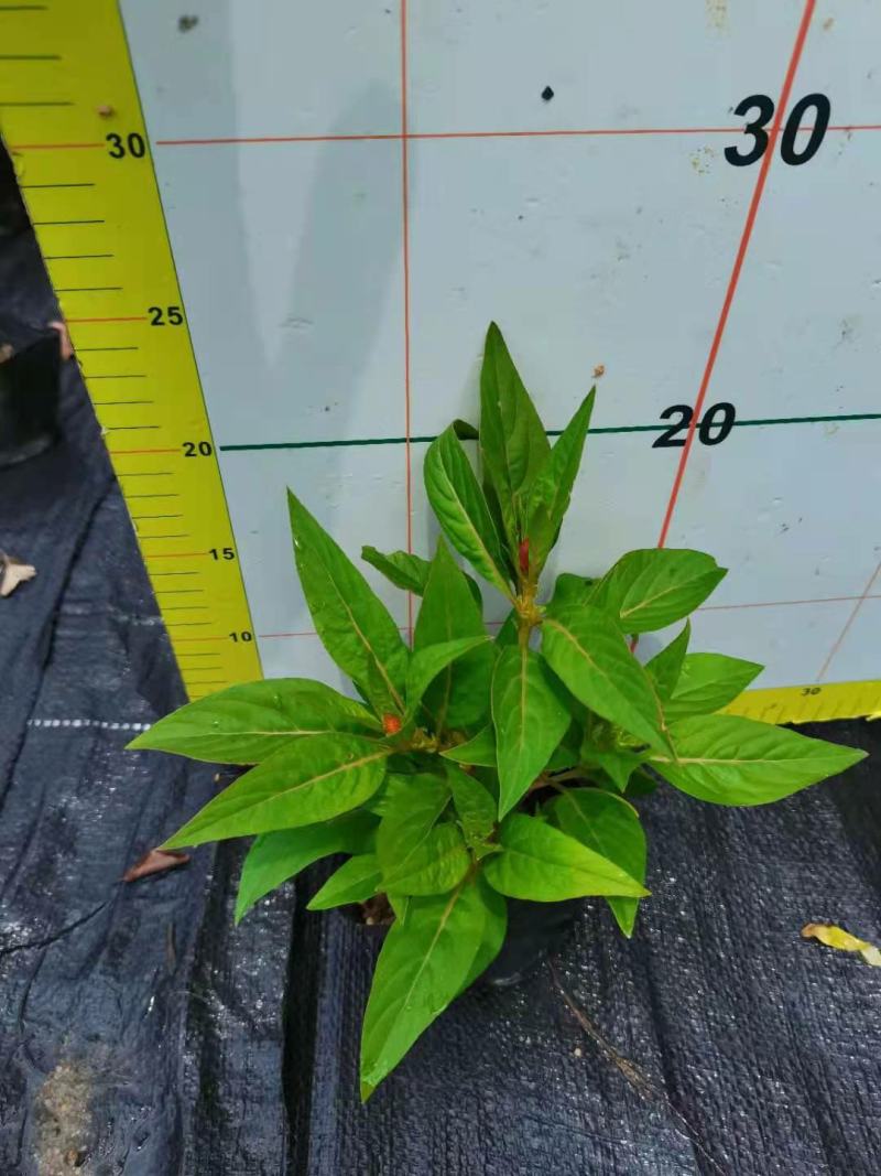 鸡冠花基地现在拍，精品上市，泥炭土种植对原土壤不产生污染