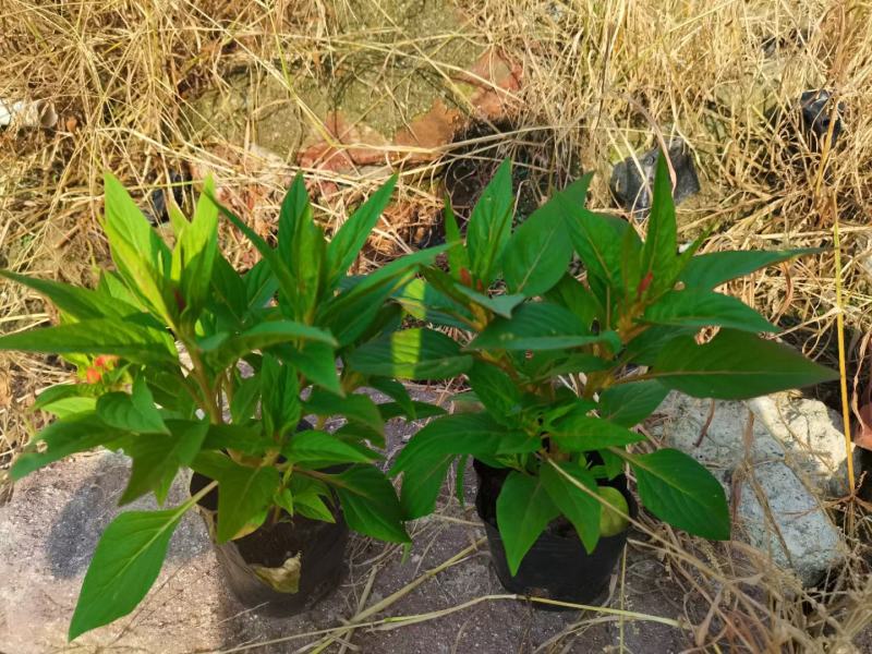 鸡冠花基地现在拍，精品上市，泥炭土种植对原土壤不产生污染