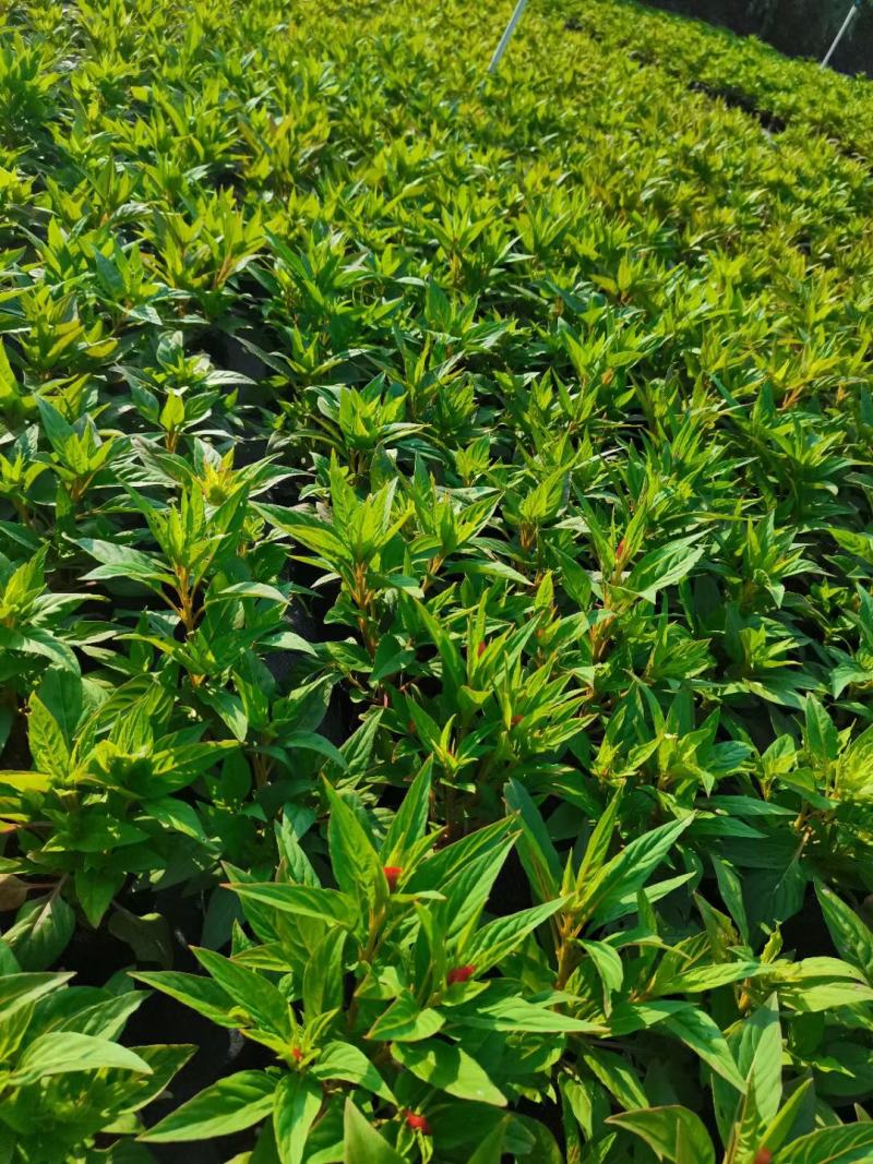 鸡冠花基地现在拍，精品上市，泥炭土种植对原土壤不产生污染