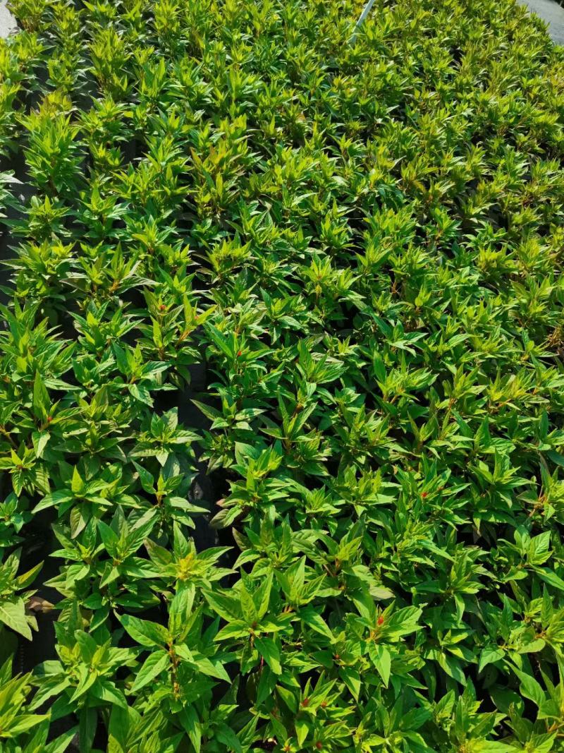 鸡冠花基地现在拍，精品上市，泥炭土种植对原土壤不产生污染