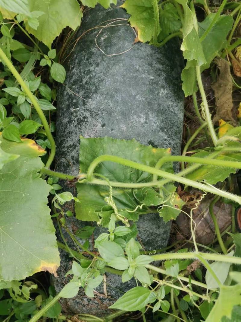 吊瓜，倒架吊瓜当地冬瓜血亏卖，没被淹水，买到即赚到，亏！