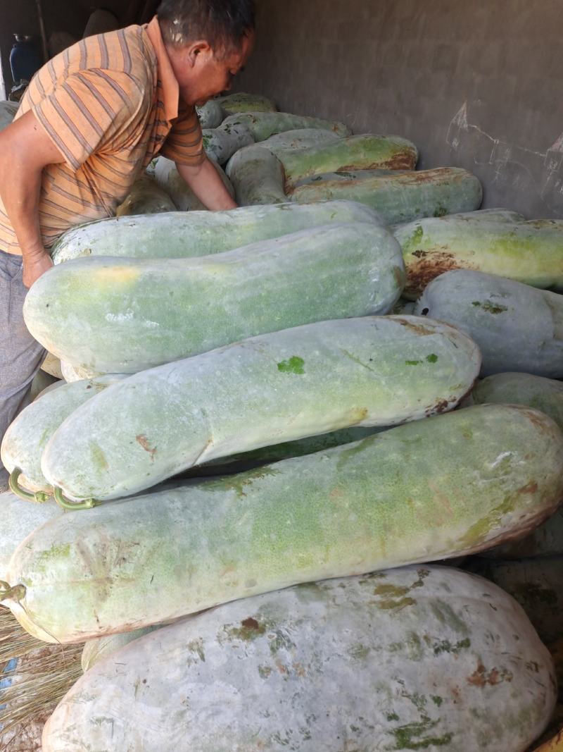 精品优质新鲜白皮冬瓜基地直供全国发货