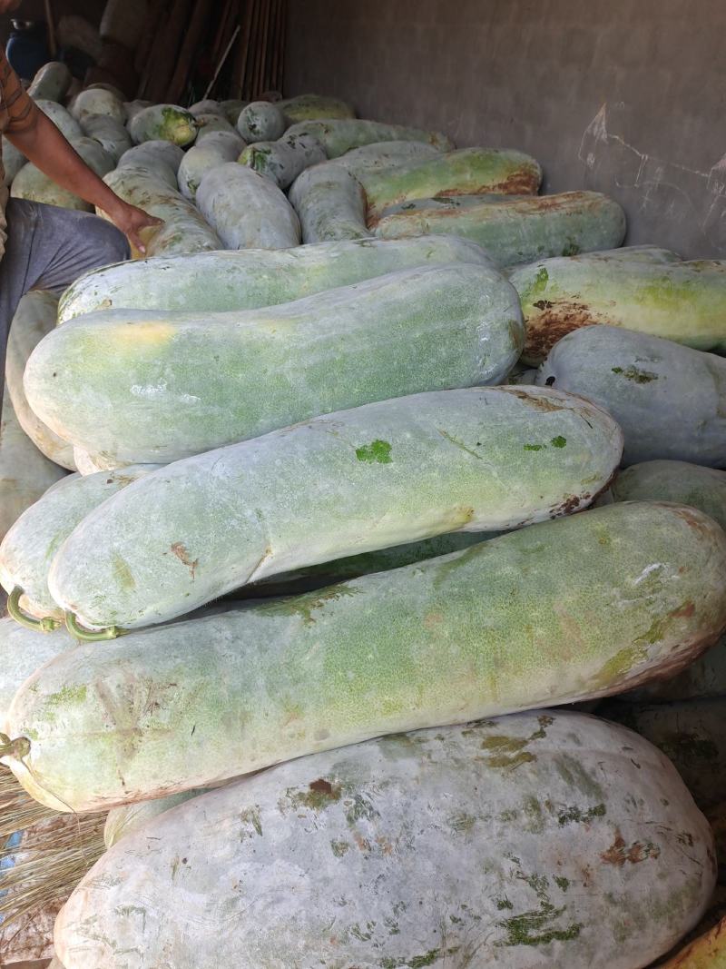 精品优质新鲜白皮冬瓜基地直供全国发货