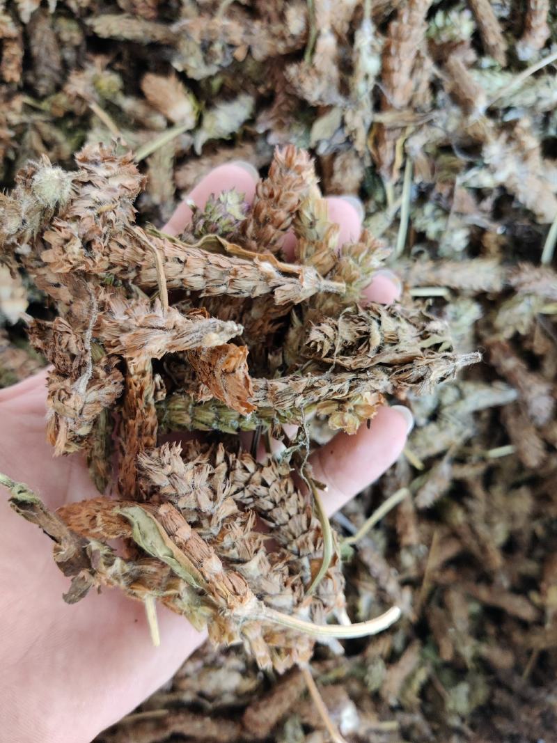 野生夏枯草夏枯球一斤起批野生夏枯草自然晒干