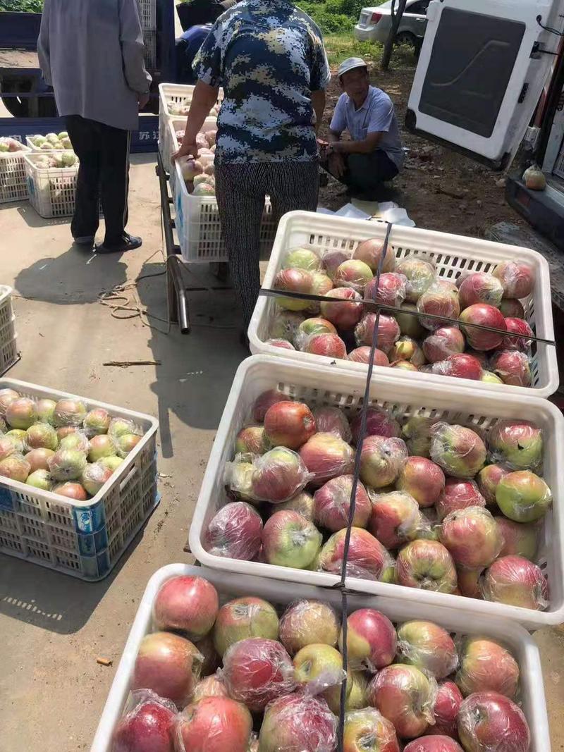 【热卖苹果】红富士苹果山东产地纸袋装一手货源保质保量电联