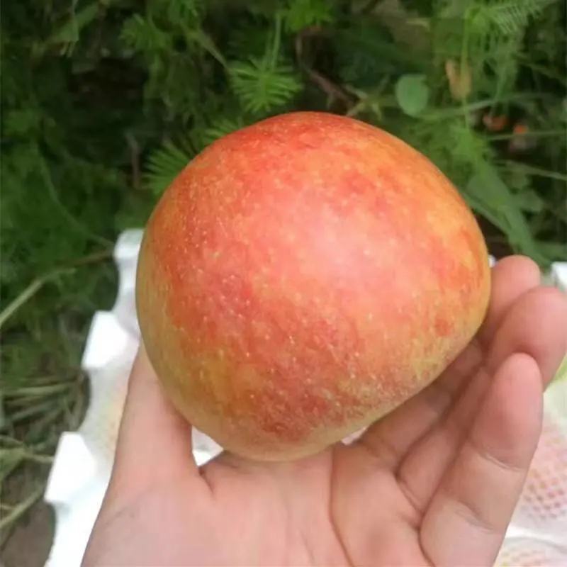 【热卖苹果】红富士苹果山东产地纸袋装一手货源保质保量电联