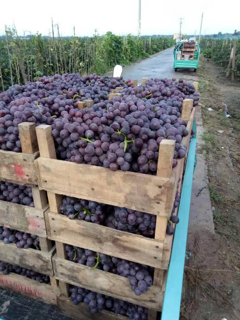 河北邢台威县巨峰葡萄大量上市，基地数万亩，货源充足稳定
