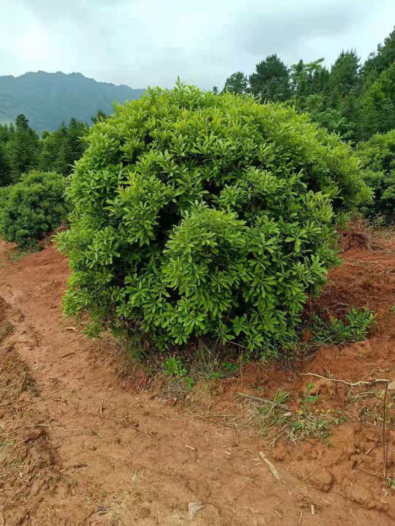 杨梅/杨梅树苗/种苗/水果苗/杨梅苗/杨梅林木