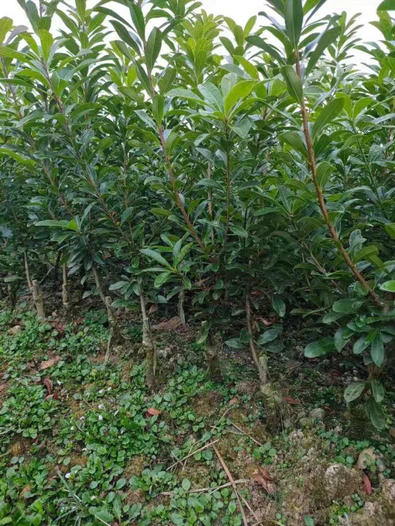 杨梅/杨梅树苗/种苗/水果苗/杨梅苗/杨梅林木