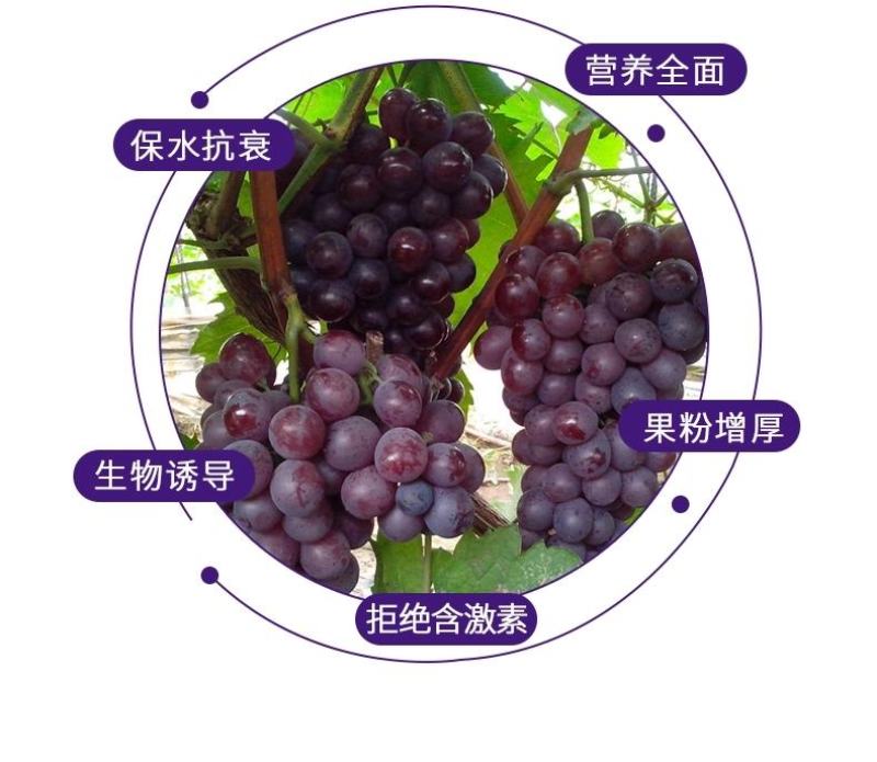 果粉多—必互有机螯合钙肥硼肥叶面肥进口蓝莓葡萄着色增甜