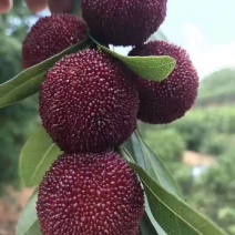杨梅/杨梅树苗/种苗/水果苗/杨梅苗/杨梅林木