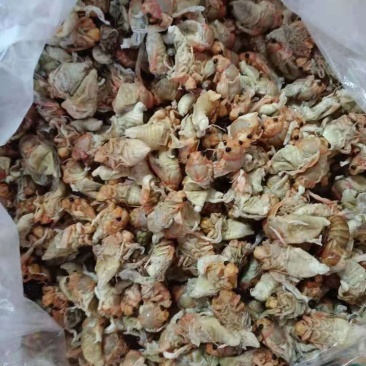 小金蝉，精品白婵